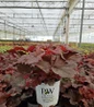 Primo® Mahogany Monster Coral Bells #1 pot