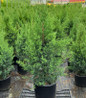 Eastern Red Cedar