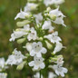 White Foxglove Beardtongue Flowers Close Up