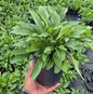 Foxglove Beardtongue #1 pot