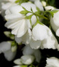Snowbelle Mockorange double white flowers