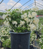 Snowbelle Mockorange flowering shrub