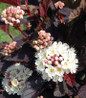 Chroma Chameleon Ninebark white bloom
