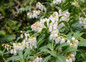 Purity Japanese Pieris Flowering