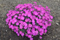 Paint the Town Fuchsia Pinks Dianthus Blooming in Landscape