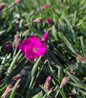 Pinks vivid fuchsia bloom