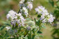 Hairy Mountain Mint Blooms