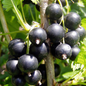 Jostaberry Fruit