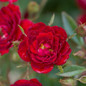 Easy Elegance Chi™ Rose Blooming