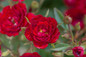 Easy Elegance Chi™ Rose Shrub Blooming