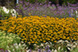 Garden Border With Goldblitz Black Eyed Susan Plants