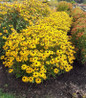 Goldblitz Black-Eyed Susan full plant view