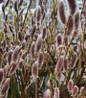 Mount Aso Pink Pussy Willow deciduous shrub
