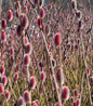 Mount Aso Pink Pussy Willow pink catkins