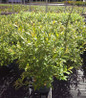 Mount Aso Pink Pussy Willow #3 container