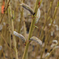 Rubykins Korean Willow Closed Up Flowers