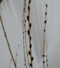 Rubykins Willow deciduous shrub