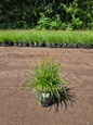 Greenlee's Hybrid Moor Grass #1 pot
