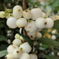 Magical® Avalanche Snowberries Close Up