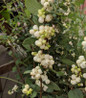 Magical® Avalanche Snowberry Branch Covered in White Berries