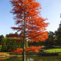 Bald Cypress Turning Red in the Fall