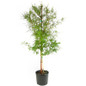 Bald Cypress in a nursery container