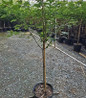 Redpointe® Red Maple in pot