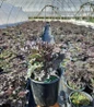 Pink Spike Bugbane