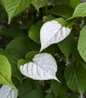 September Sun Hardy Kiwi variegated pink white leaves