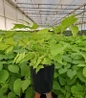 Sun King Golden Japanese Spikenard in black nursery pot