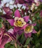 Earlybird™ Purple White Columbine flowering