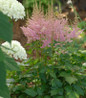 Visions in Pink Astilbe feathery flowers
