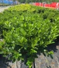 Martha Hitchock evergreen azalea #2 nursery pot