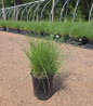 Blue grama in black pot