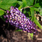 Blueberry Pie™ Butterfly Bush Blooming in the Sunlight