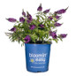 Blueberry Pie™ Butterfly Bush in Bloomin Easy Pot