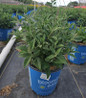 Blueberry Pie™ Butterfly Bushes in nursery