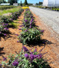 Blueberry Pie™ Butterfly Bushes in a row