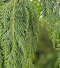 Weeping Alaskan Cedar foliage focus
