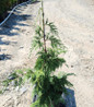 Weeping Alaska Cedar #3 container