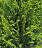 Compact Fernspray Hinoki Cypress fernlike branch texture