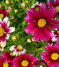Starstruck Tickseed flower close up