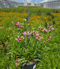 Starstruck Tickseed flowering in pot