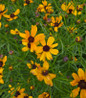 Butter Rum Tickseed flwoering