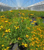 Butter Rum Tickseed in pot