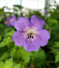 Rozanne Cranesbill flower close up