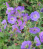 Rozanne Cranesbill blooming