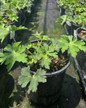 Rozanne Cranesbill in pot