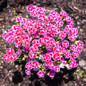 Delilah™ Bicolor Purple Dianthus Variegated Flowers