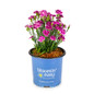 Delilah™ Bicolor Purple Dianthus in Bloomin Easy Pot